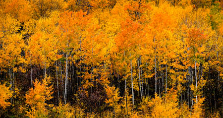 Beautiful autumn fall scene in birch aspen forest on mountain hill sideの写真素材