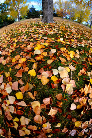 Fall autumn trees on blue sky day clouds with fisheye wide angle lens yellow leavesの写真素材
