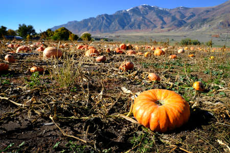 Pumpkins in field ready for harvest on an autum day with mountains in backgroundの写真素材