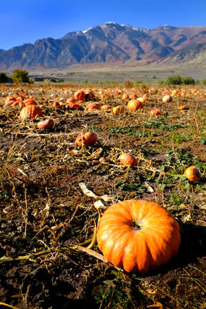 Pumpkins in field ready for harvest on an autum day with mountains in backgroundの写真素材