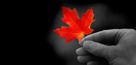 Hand holding autumn red maple leaf foliage fall colors pattern with black backgroundの写真素材