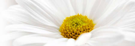 Single white daisy with dark panoramic yellow center clean and pureの写真素材