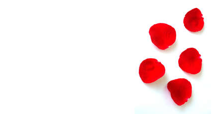 Rose petals as gift soft on white background wide panoramicの写真素材