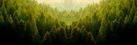 Pine trees forest in evening lightの写真素材