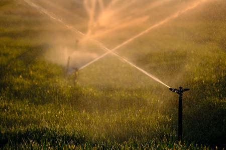 Farming sprinklers waterlines in field for irrigation and watering of cropsの写真素材