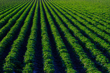 Farm field of lush green crops growing in lines rowsの写真素材