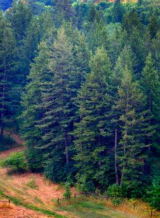 Lush green pine tree forest fresh on mountain side forrest of treesの写真素材