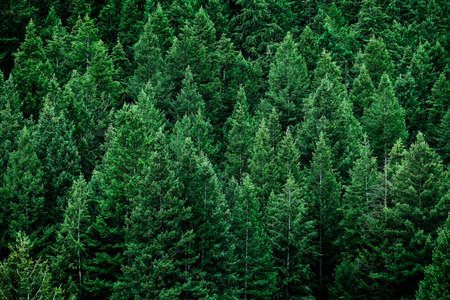 Lush green pine tree forest fresh on mountain side forrest of treesの写真素材