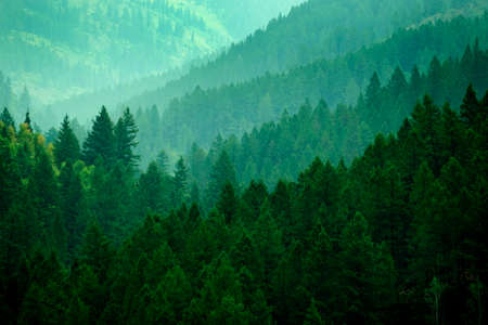 Lush green pine forest on mountain wilderness growth light in valleyの写真素材
