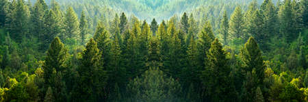Forest of green pine trees on mountainside with late afternoon sunlightの写真素材