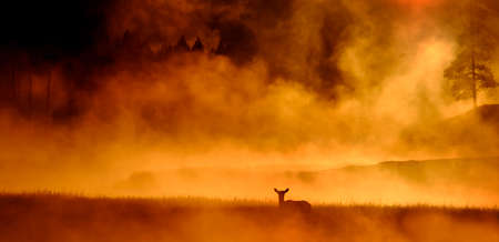 Elk standing out in meadow feeding near river with monring mist steam sunriseの写真素材