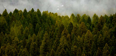 Forest in mountains with misty storm pine treesの写真素材