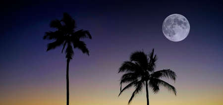 Palm Trees on Tropical Area with Sunset and Moon in Skyの写真素材