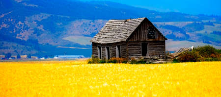 Cabin old homestead on farmground with field of grainの写真素材