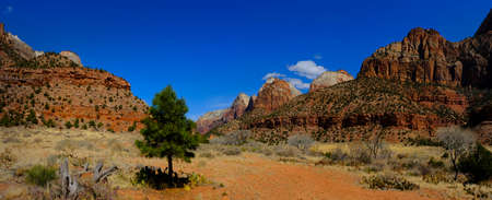 View of Zions National Park canyon with pine tree blue sky cliffs and cactus cacti plantsの写真素材