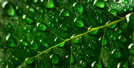 Lush green growing growth leaf with fresh water drops springの写真素材