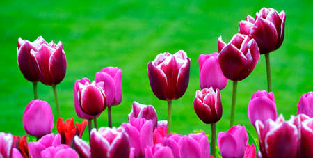 Spring tulips in garden with fresh new green growth lush and vibrant greeneryの写真素材