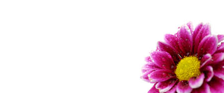 Pink Flower with Yellow Center bright background on a white background for copy space