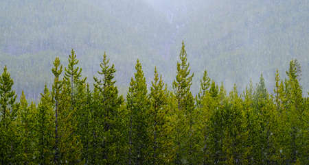 Pine trees in forest wilderness during snow storm blizzard falling