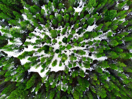Aerial view from a drone flying above a pine forest in winter snowの写真素材