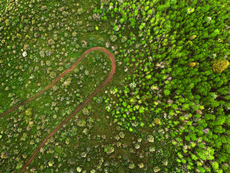 Aerial view from a drone flying above a green forest in wilderness lush trees in spring road roadway trackの写真素材