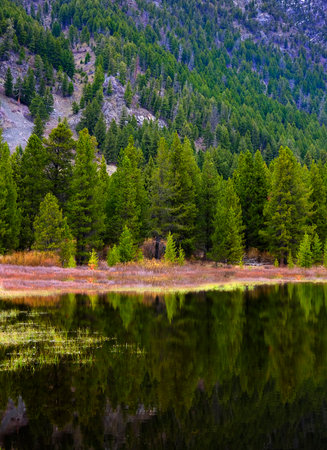 Mountain lake or pond with reflection of lush green pine forest trees and wildernessの写真素材