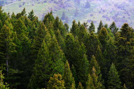 Forest forrest of green pine trees on mountainside with rainの写真素材