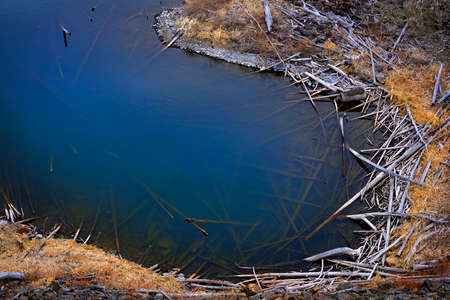 Mountain lake or pond with logs and pine forest trees and wilderness in water