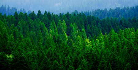 Stormy forest in mountains pine trees in clouds and foggy weatherの写真素材