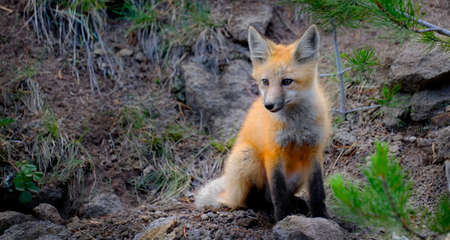 Wild fox near den in wilderness animals tail and earsの写真素材