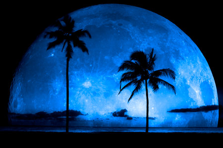 Silhouetted palm tree on tropical beach at night with full moon in backgroundの写真素材