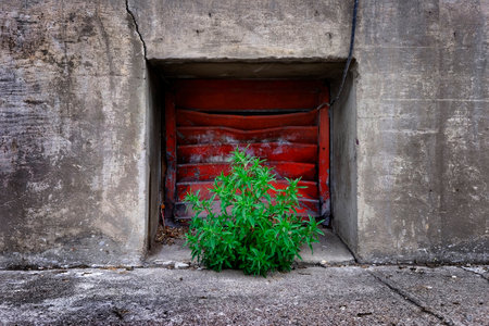 Red window or grate with green weed or plant growing concreteの写真素材