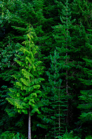 Lush green forest of pine trees in the mountains wilderness growth environmentalの写真素材