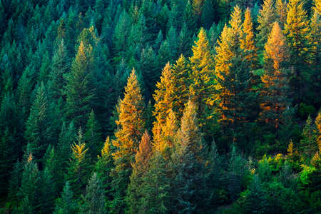 Lush pine tree forest in golden evening lightの写真素材