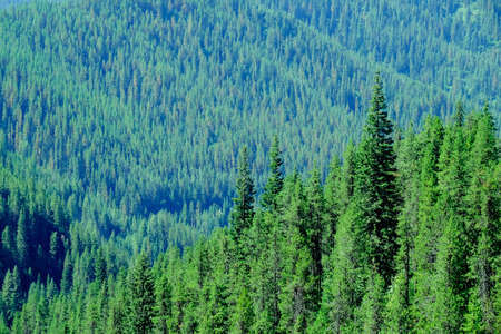 Lush green forest of pine trees in the mountains wilderness growth environmentalの写真素材