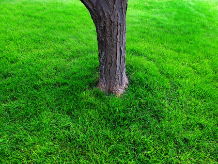 Tree trunk growing on lawn of lush green grassの写真素材