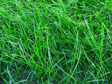 Lush green grass growing long on a lawn or yard growth healthの写真素材