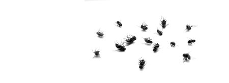 Many dead flies isolated on white backgroundの写真素材