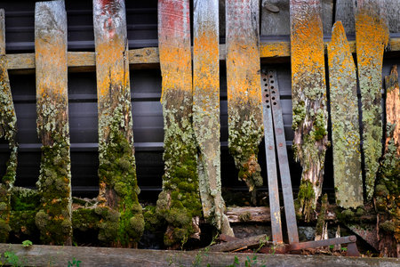 Detail of old weathered wooden fence with moss and lichens growing growth aged wornの写真素材