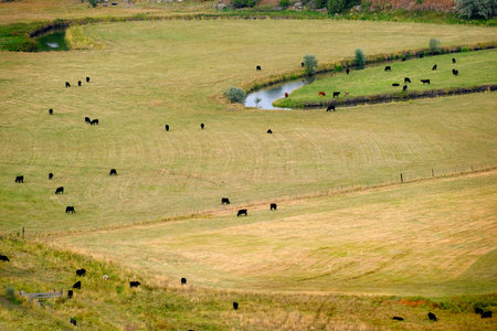 Field with river and many cattle feeding in pasture landの写真素材