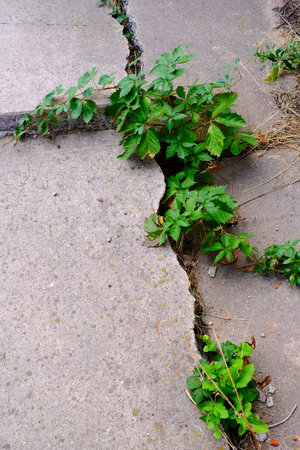 Cracked cement sidewalk with many green weeds growing in big cracks