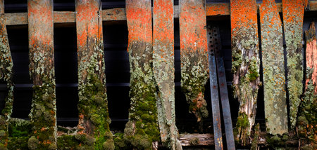 Detail of old weathered wooden fence with moss and lichens growing growth aged wornの写真素材