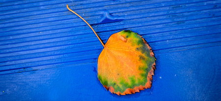 Colorful fall autumn leaf on blue metal surface textured