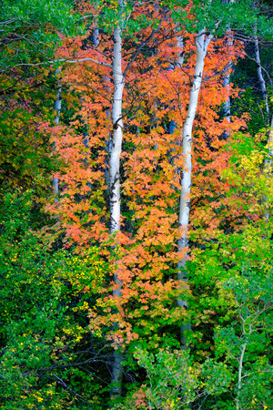 Fall autumn trees and leaves with white birch Aspen trunks colorfulの写真素材
