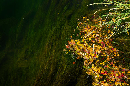 Fall leaves and blue water in river flowing in wildernessの写真素材