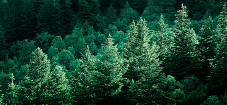Forest of pine trees on mountainsideの写真素材