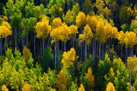 Mountains mountainside wilderness forest of fall autumn aspen birch trees white trunks golden and green colorsの写真素材