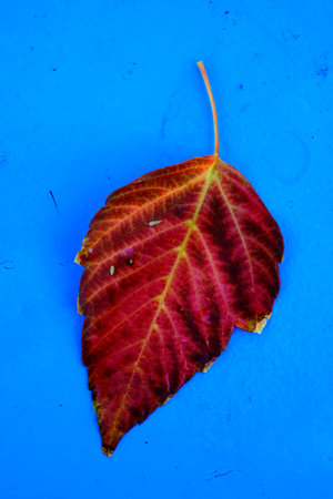Detailed closeup of single red and orange fall leaf with background