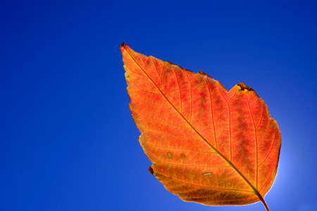 Detailed closeup of single red and orange fall leaf with backgroundの写真素材