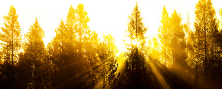 Sunbeams sunrays streaming through pine trees in forest with misty fog morning warmthの写真素材